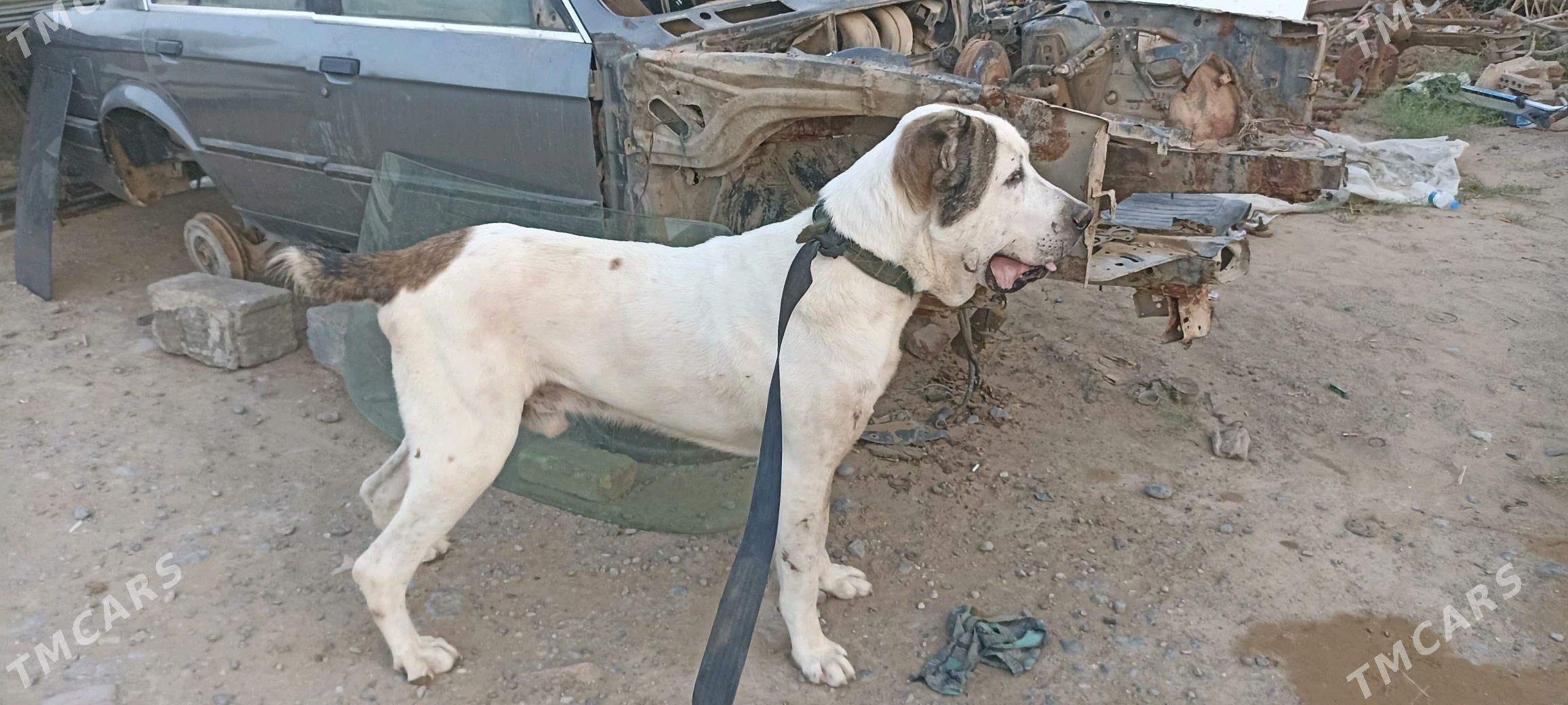 Turkmen alabay - Änew - img 3