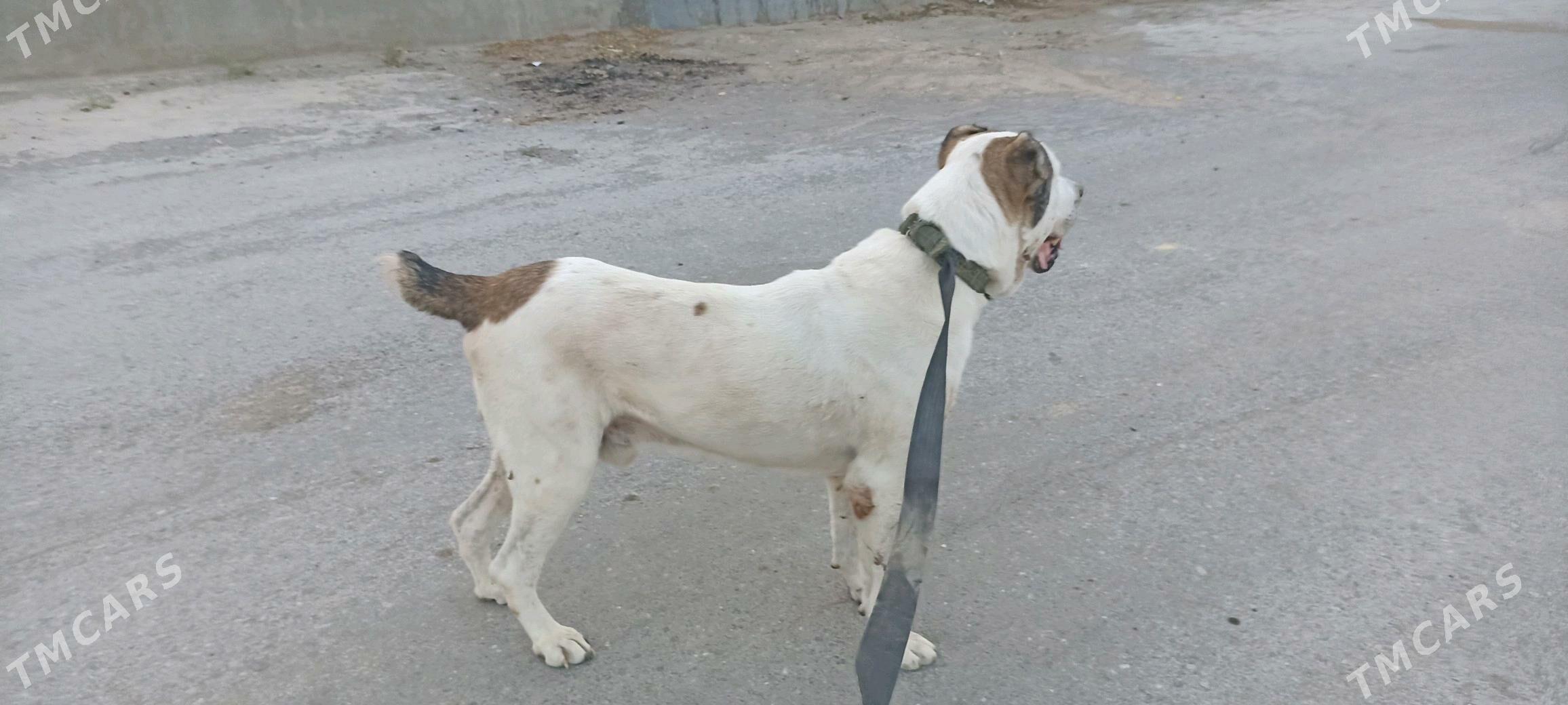 Turkmen alabay - Änew - img 2