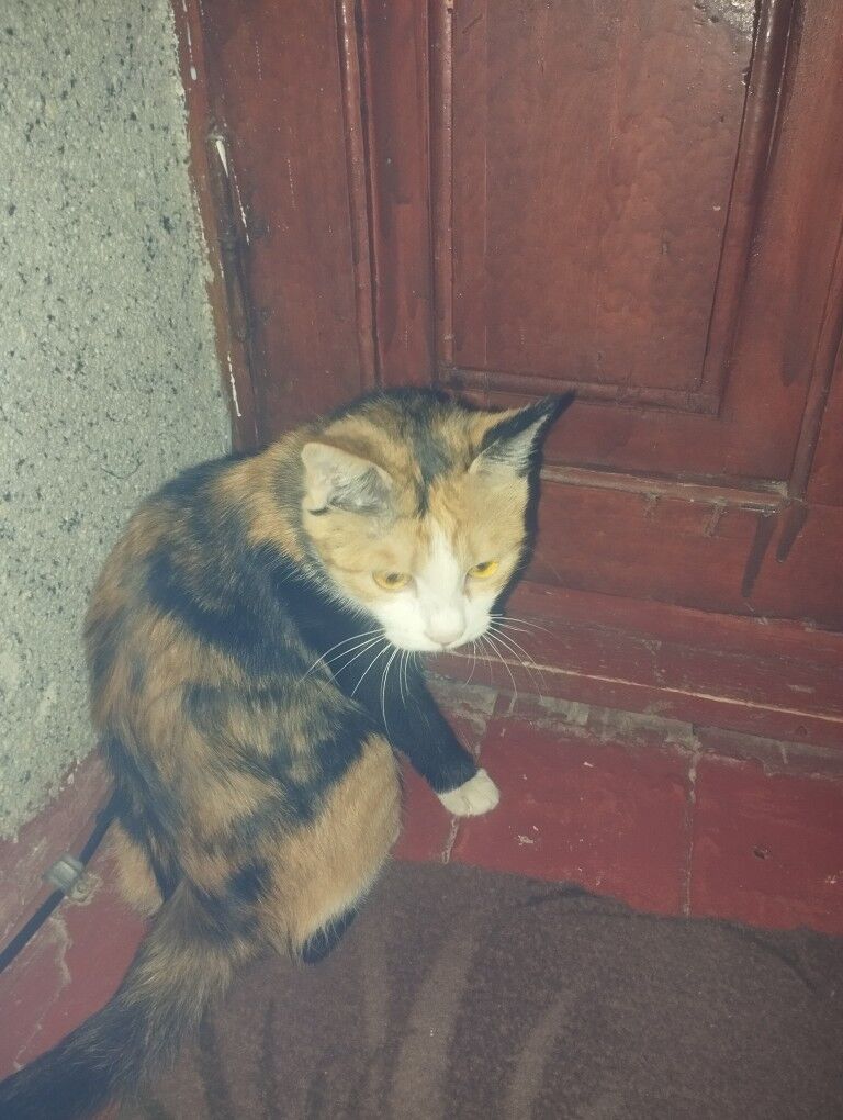 pisikler - Daşoguz - img 5