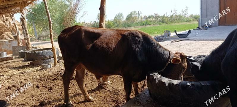 öküz - Garabekewül - img 3