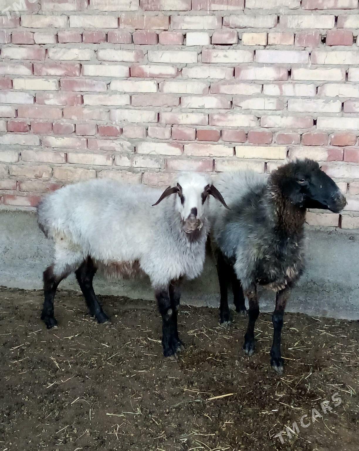 Goýunlar Ýaş Gurat - Gökdepe - img 5