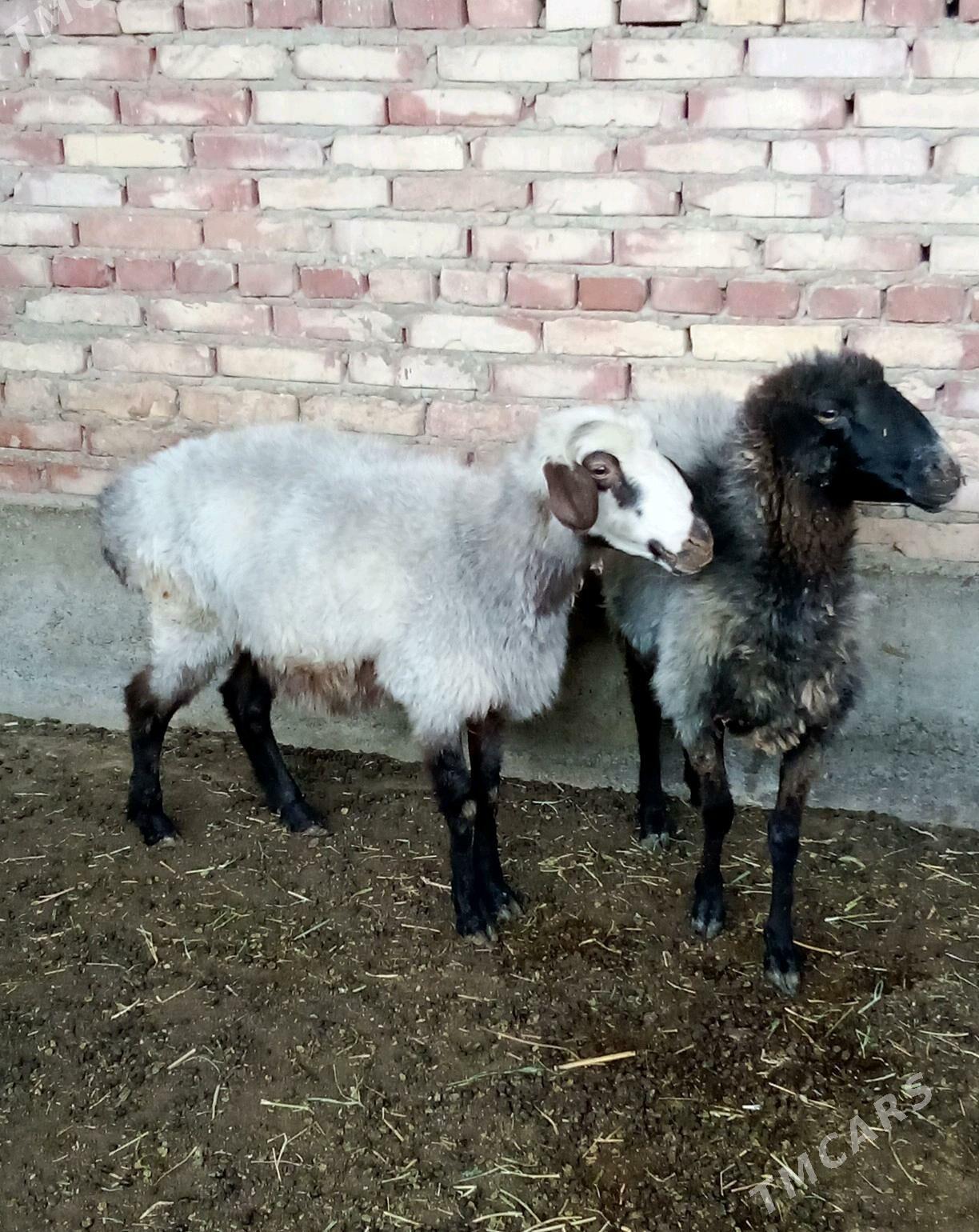 Goýunlar Ýaş Gurat - Gökdepe - img 4