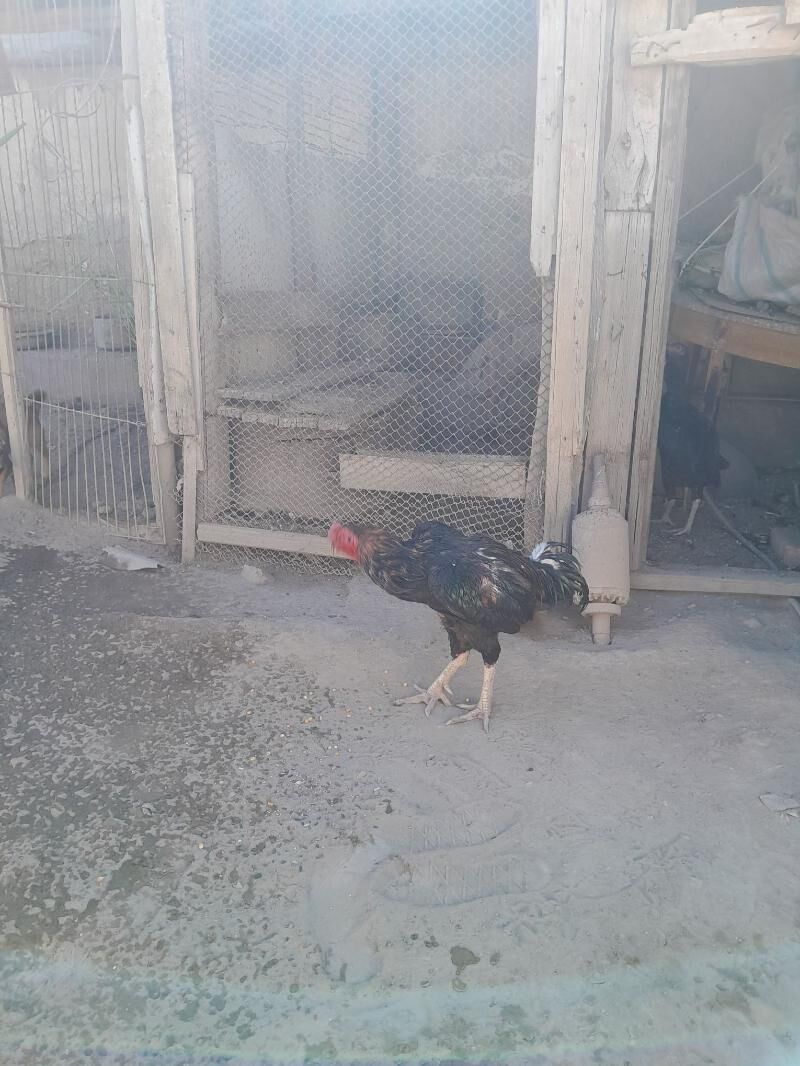 Tashkent horaz - Теджен - img 2