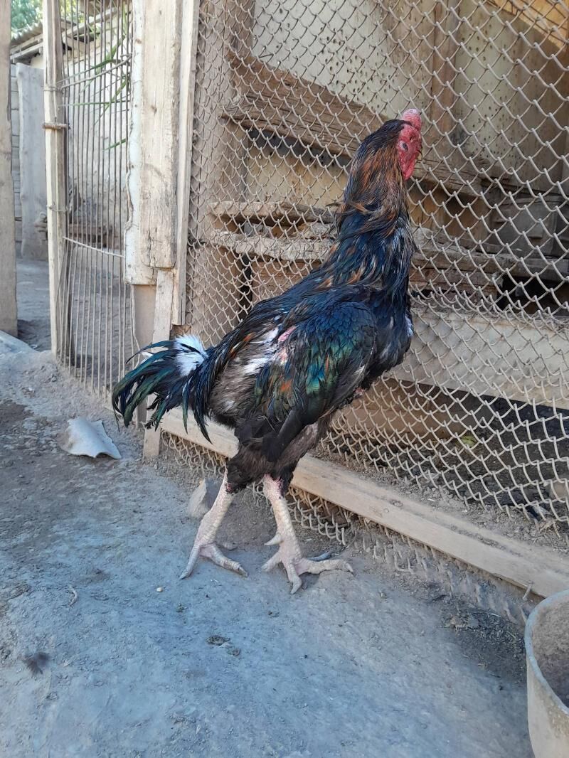 Tashkent horaz - Теджен - img 4