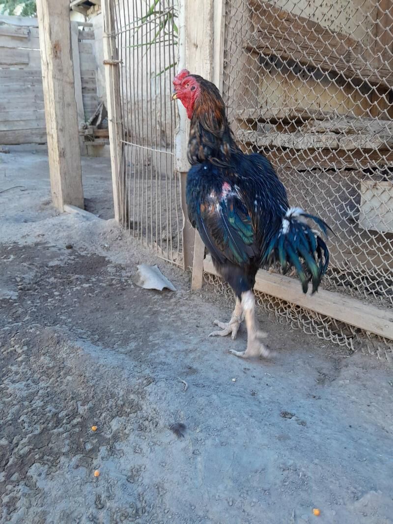 Tashkent horaz - Теджен - img 3