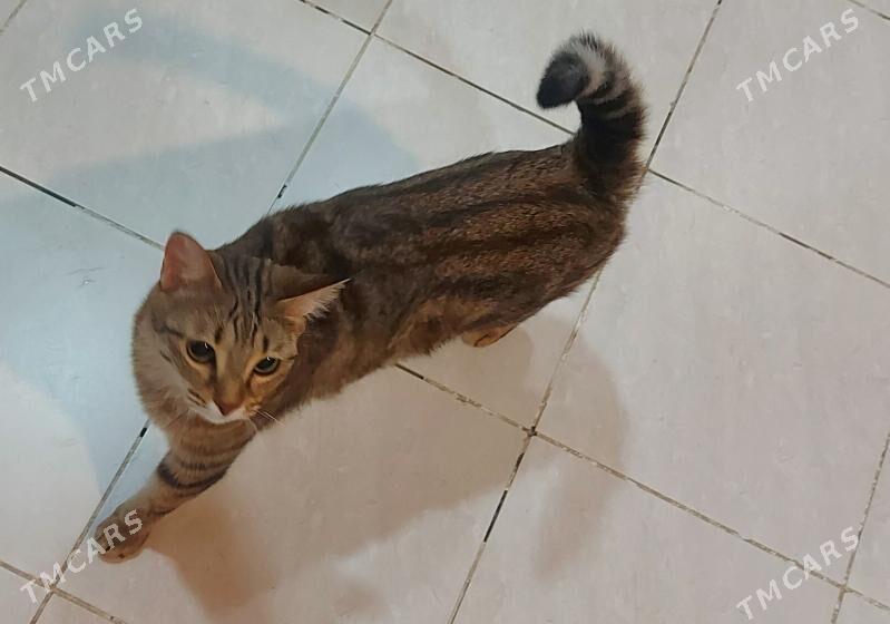 Кошечка - ул. Подвойского (Битарап Туркменистан шаёлы) - img 2