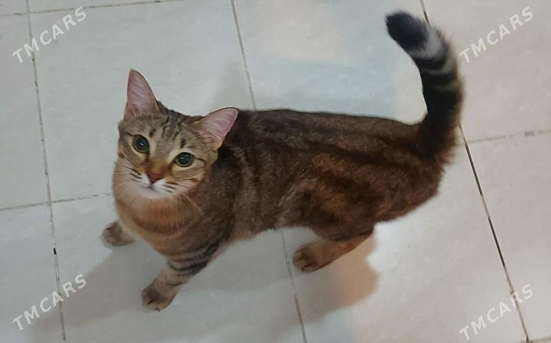 Кошечка - ул. Подвойского (Битарап Туркменистан шаёлы) - img 3