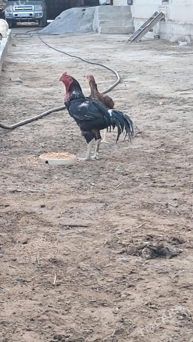 baysow horaz arginal - Dänew - img 3