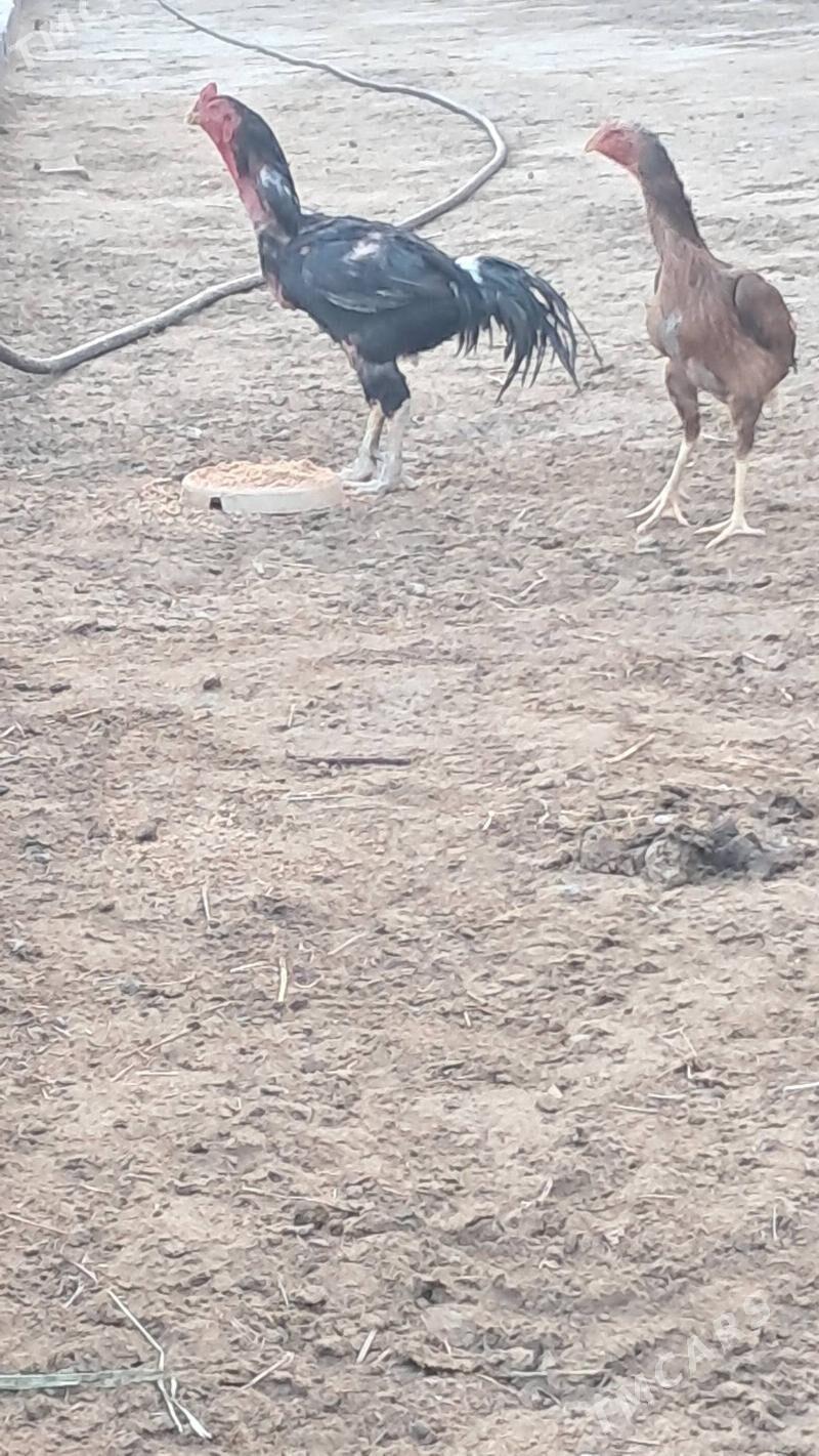 baysow horaz arginal - Dänew - img 2