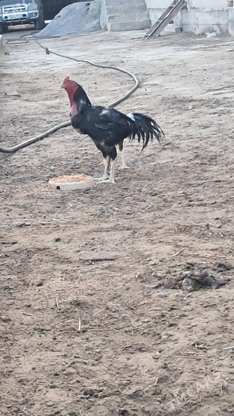 baysow horaz arginal - Dänew - img 1