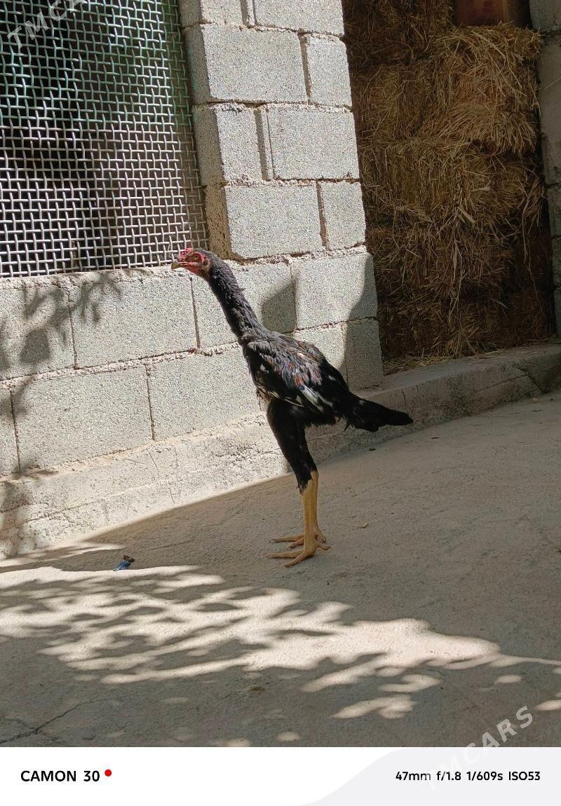 Taşkent Horaz - Gökdepe - img 3