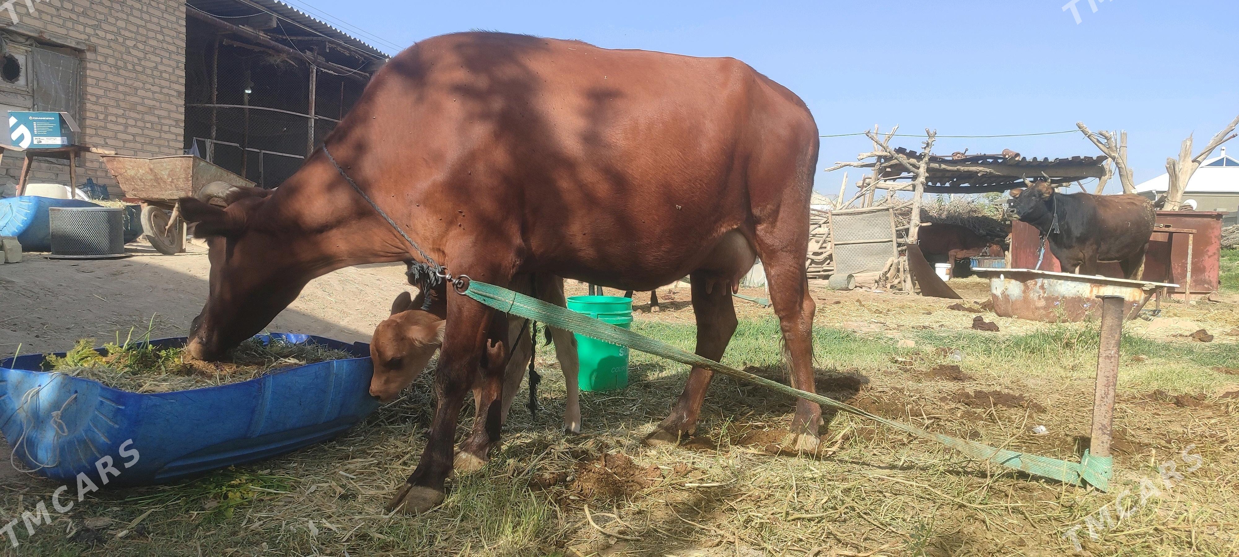 goleli sygyr - Wekilbazar - img 4