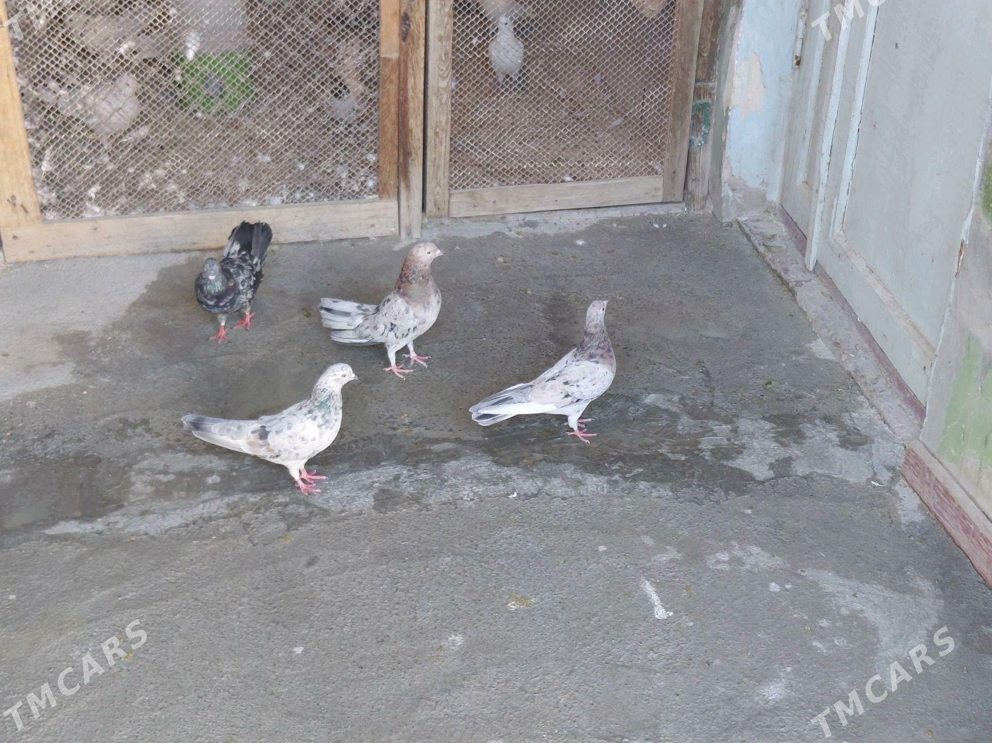 KEPDERI - Hitrowka - img 2