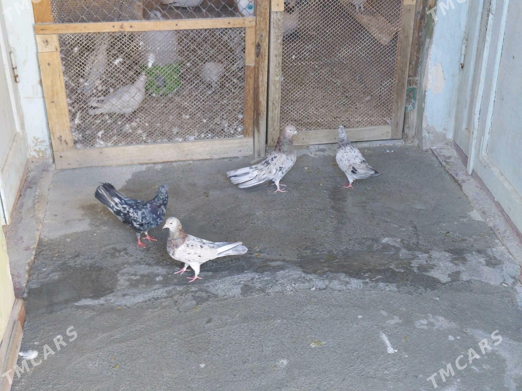 KEPDERI - Hitrowka - img 7