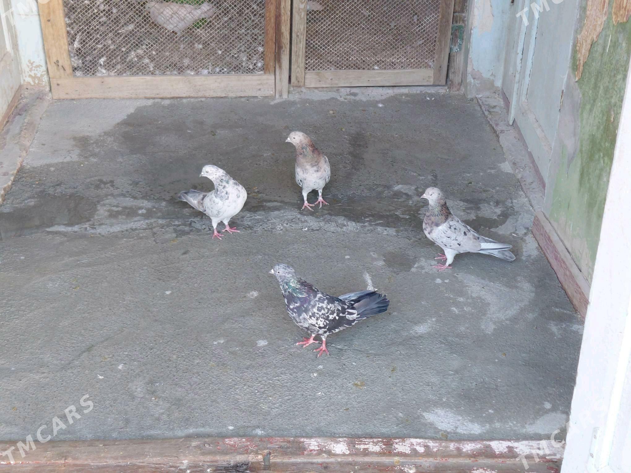 KEPDERI - Hitrowka - img 3