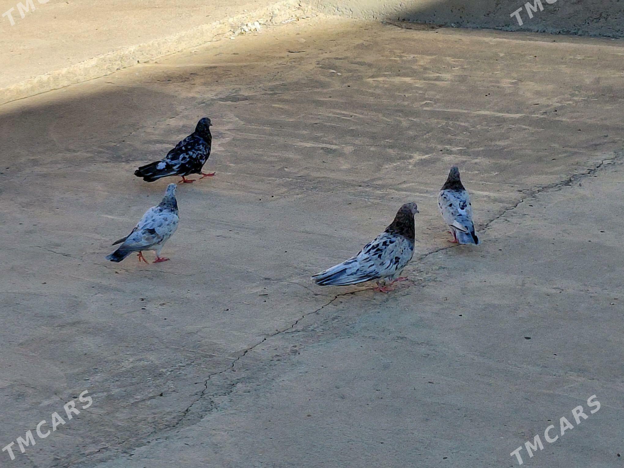 KEPDERI - Hitrowka - img 4