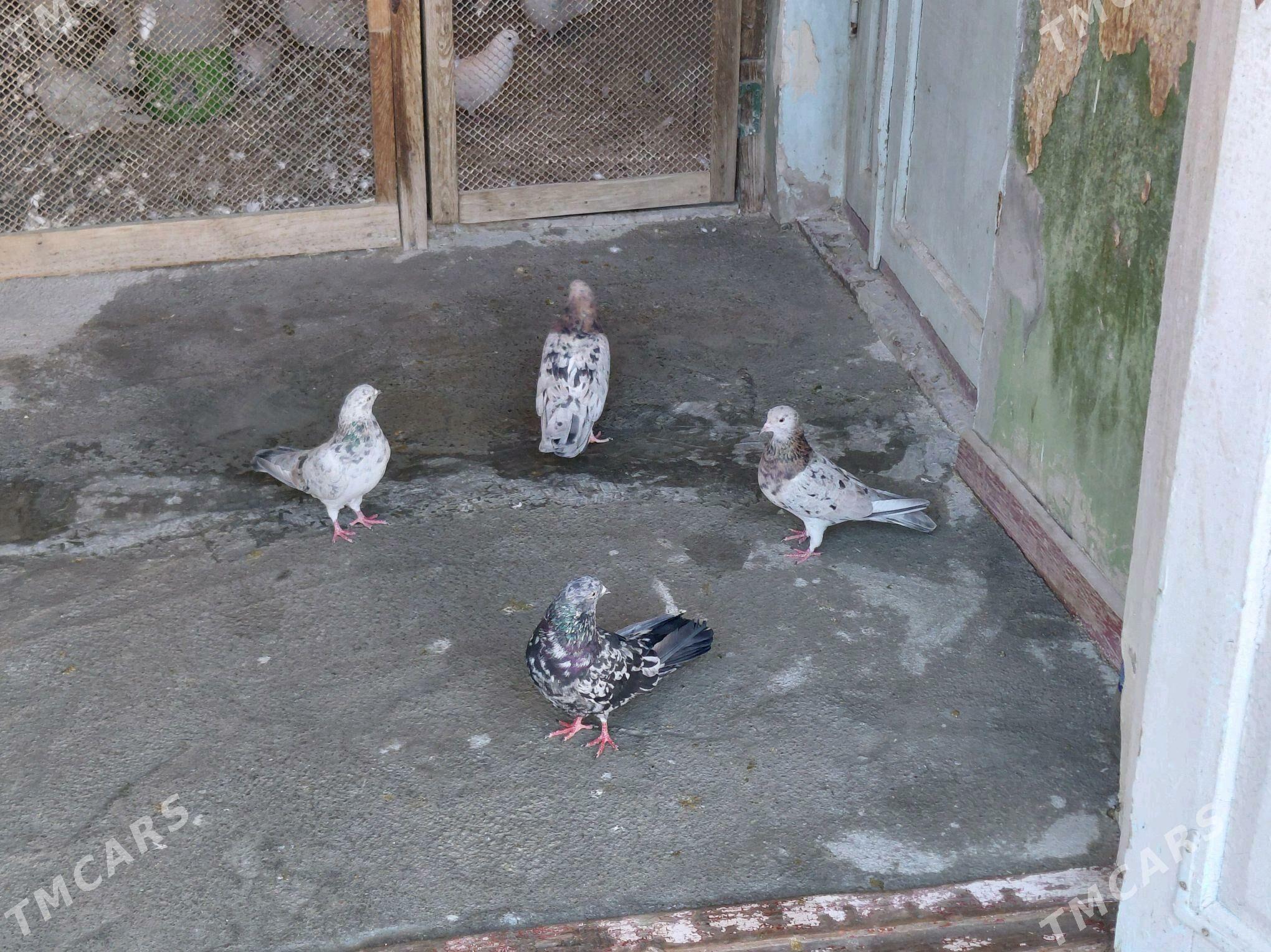 KEPDERI - Hitrowka - img 6