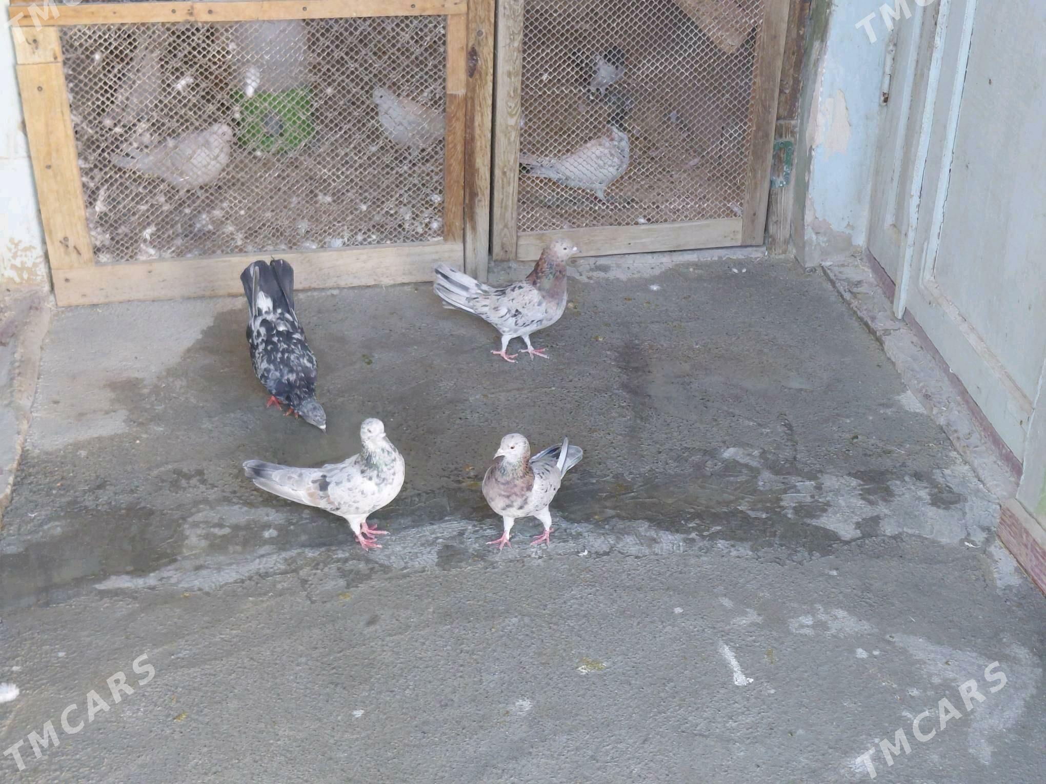 KEPDERI - Hitrowka - img 5