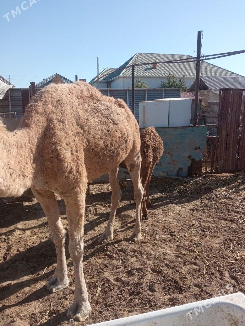 duye - Jebel - img 5
