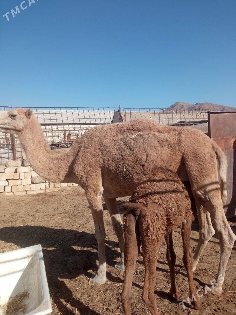 duye - Jebel - img 3