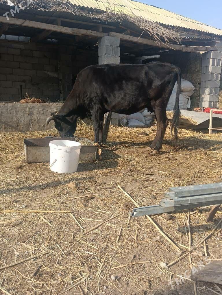 sygyr 7 aý bolan gecen - Büzmeýin - img 2