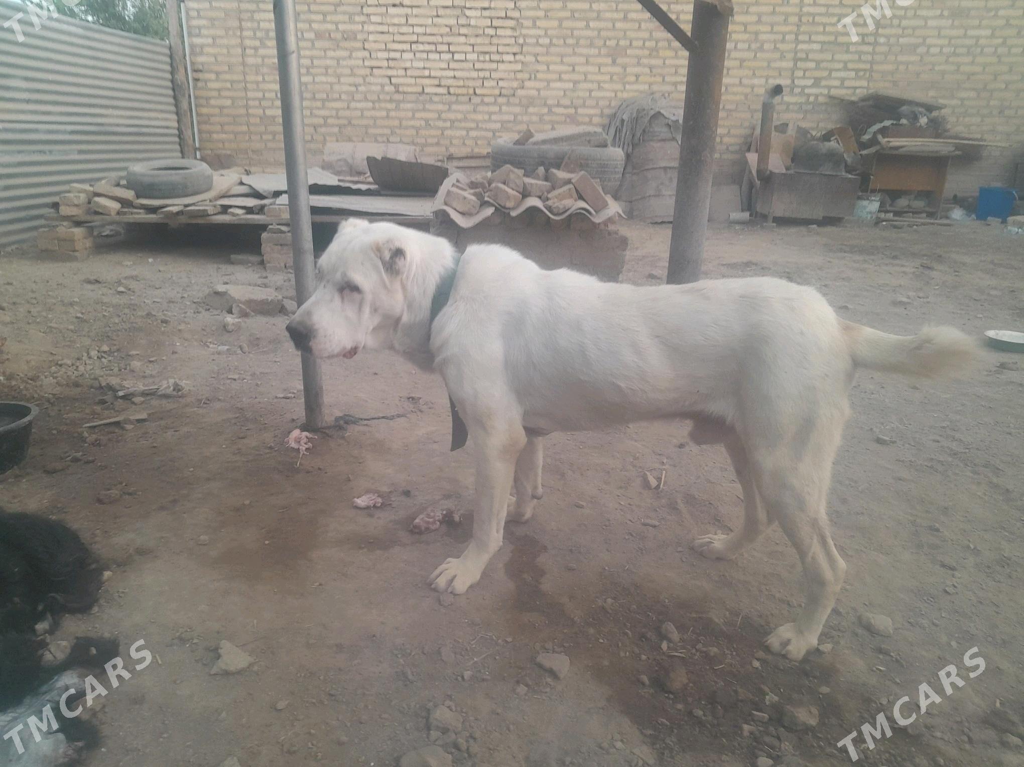 Akgyş - Baýramaly - img 2