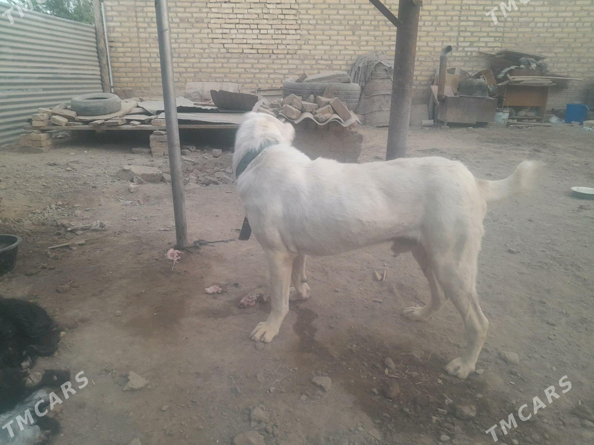 Akgyş - Baýramaly - img 3