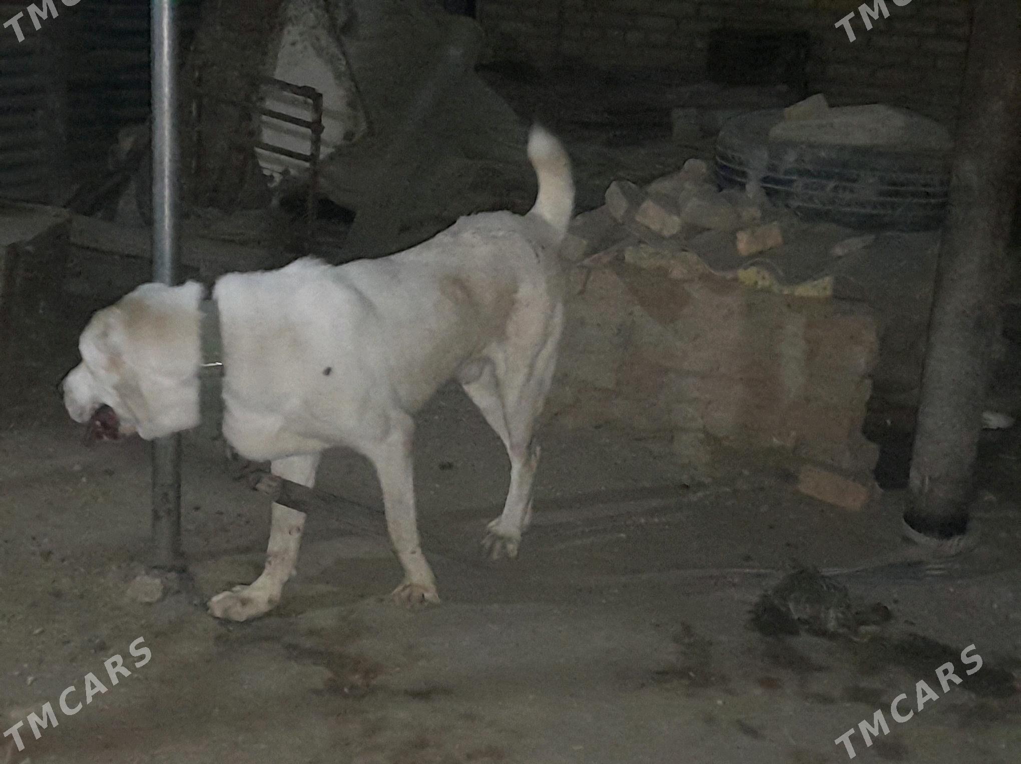 Akgyş - Baýramaly - img 4