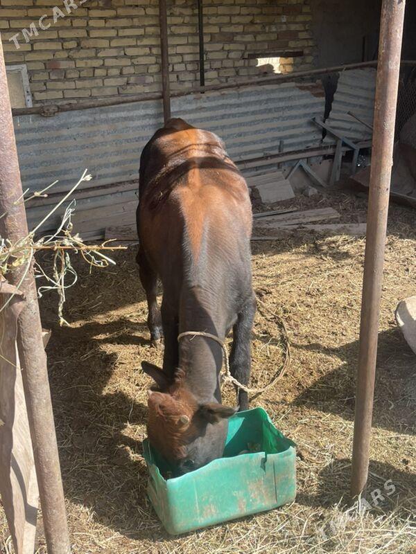 окуз - Türkmenabat - img 1