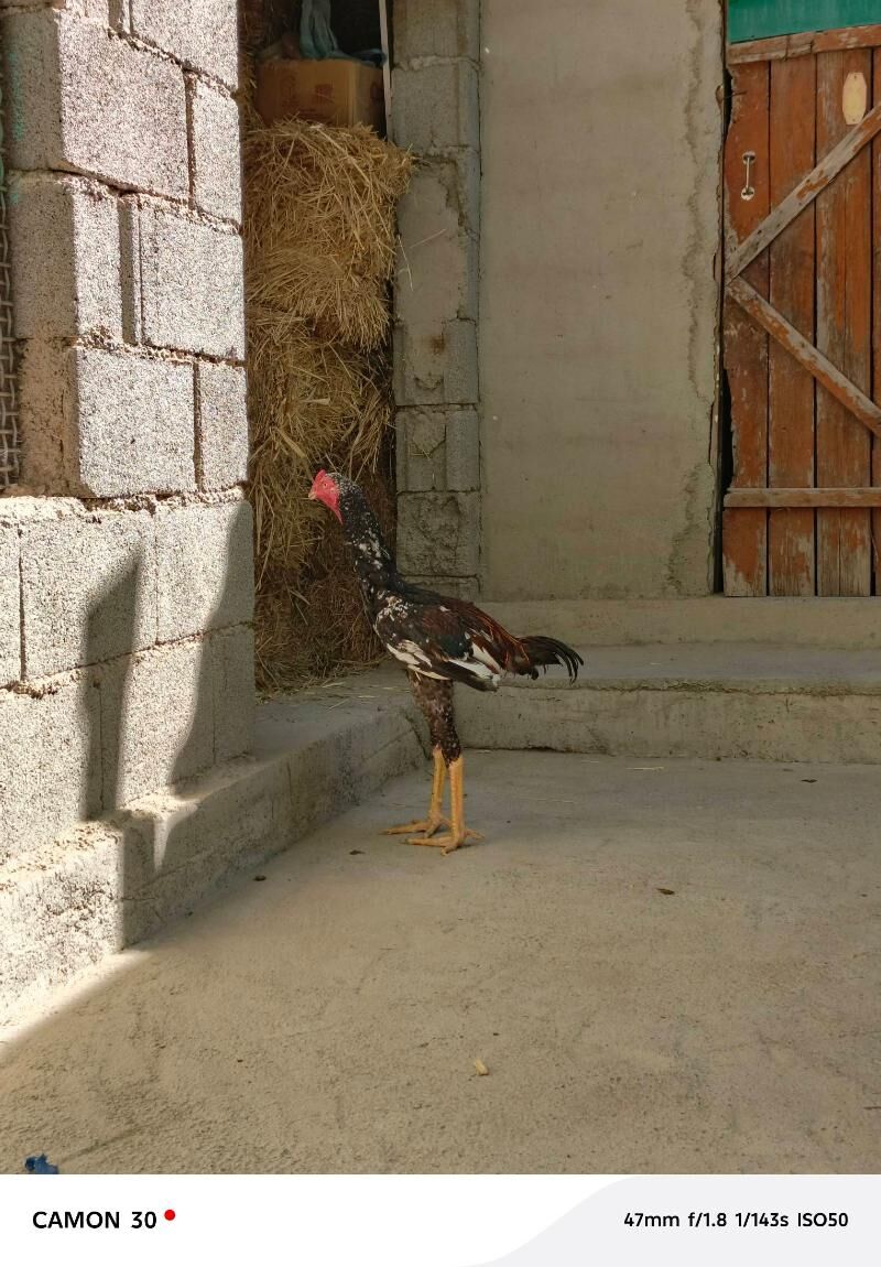 Taşkent Horaz - Gökdepe - img 4