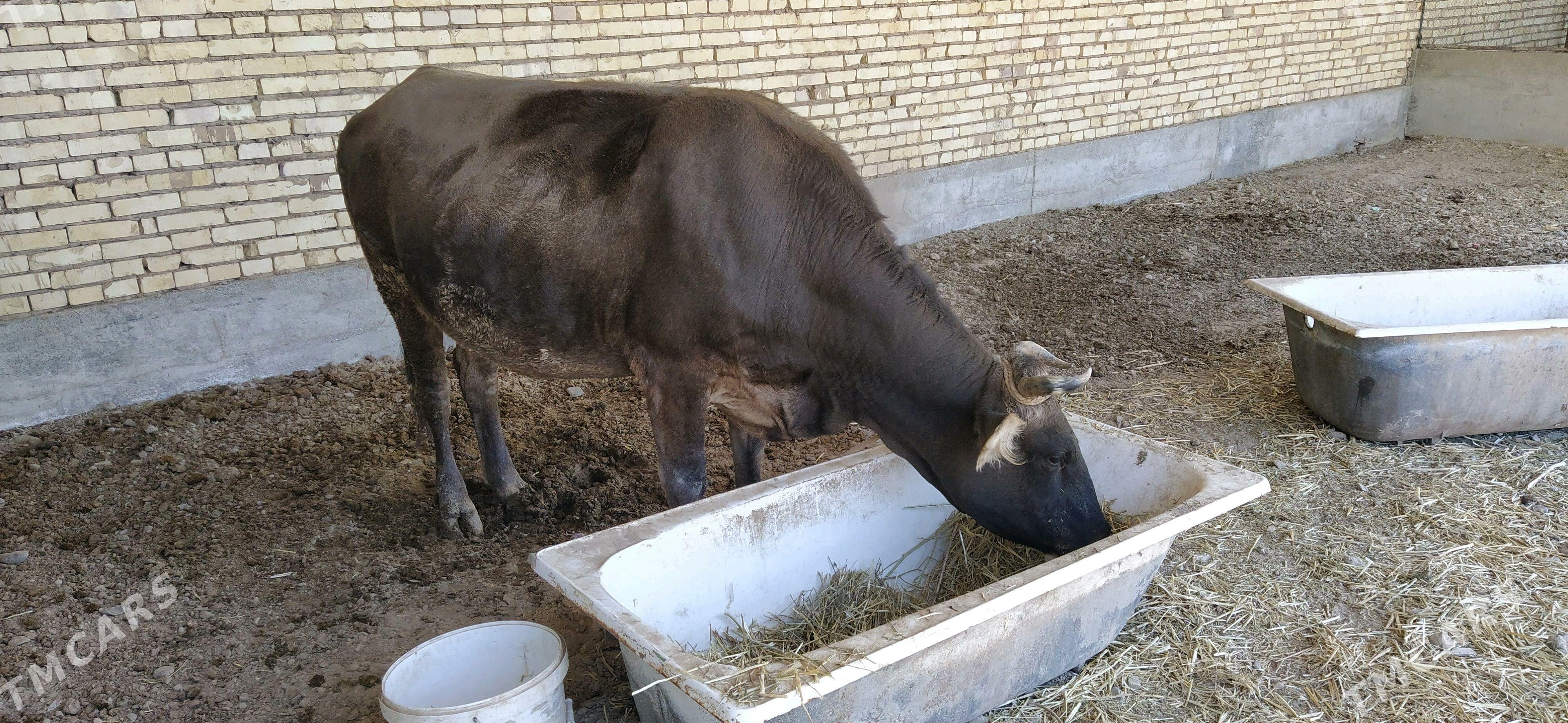 Sygyr - Кака - img 2