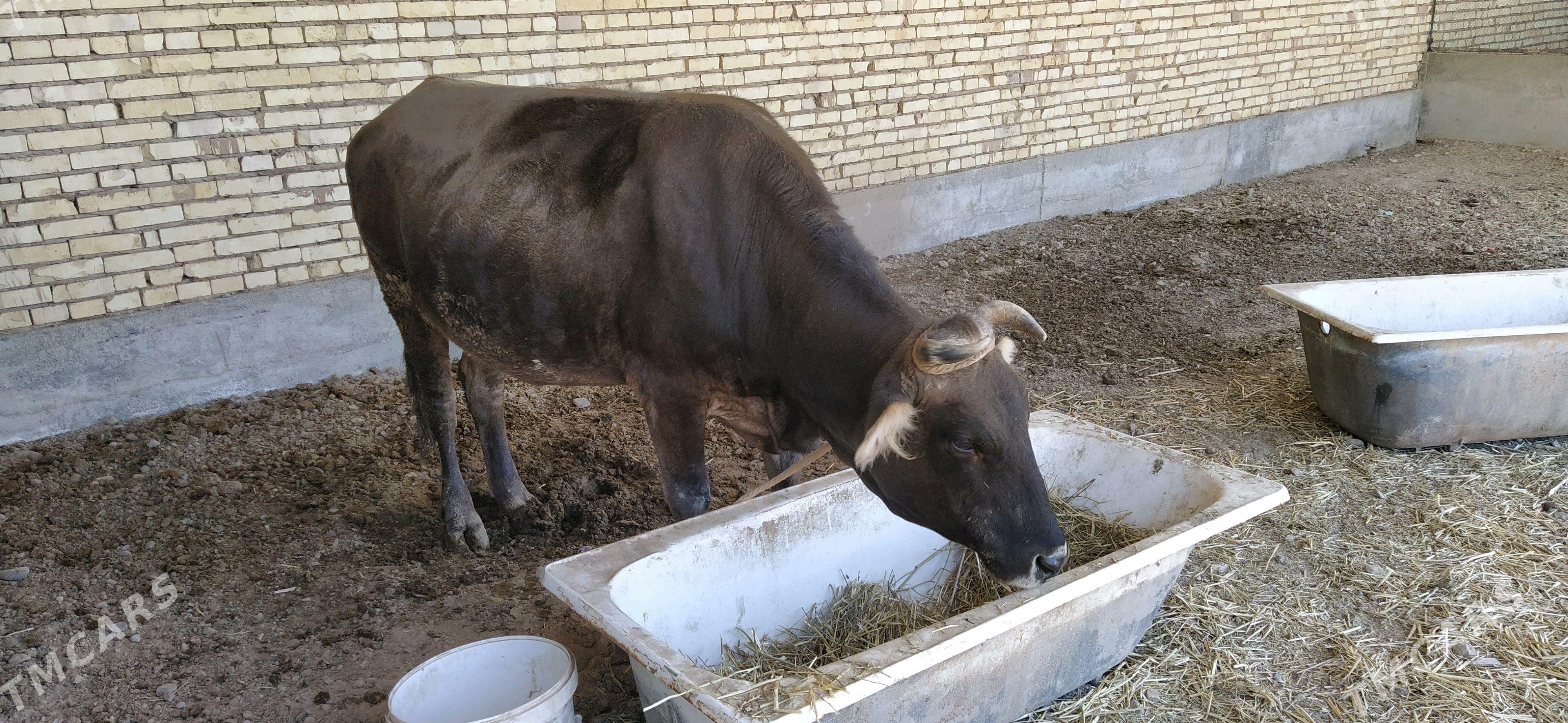 Sygyr - Кака - img 1