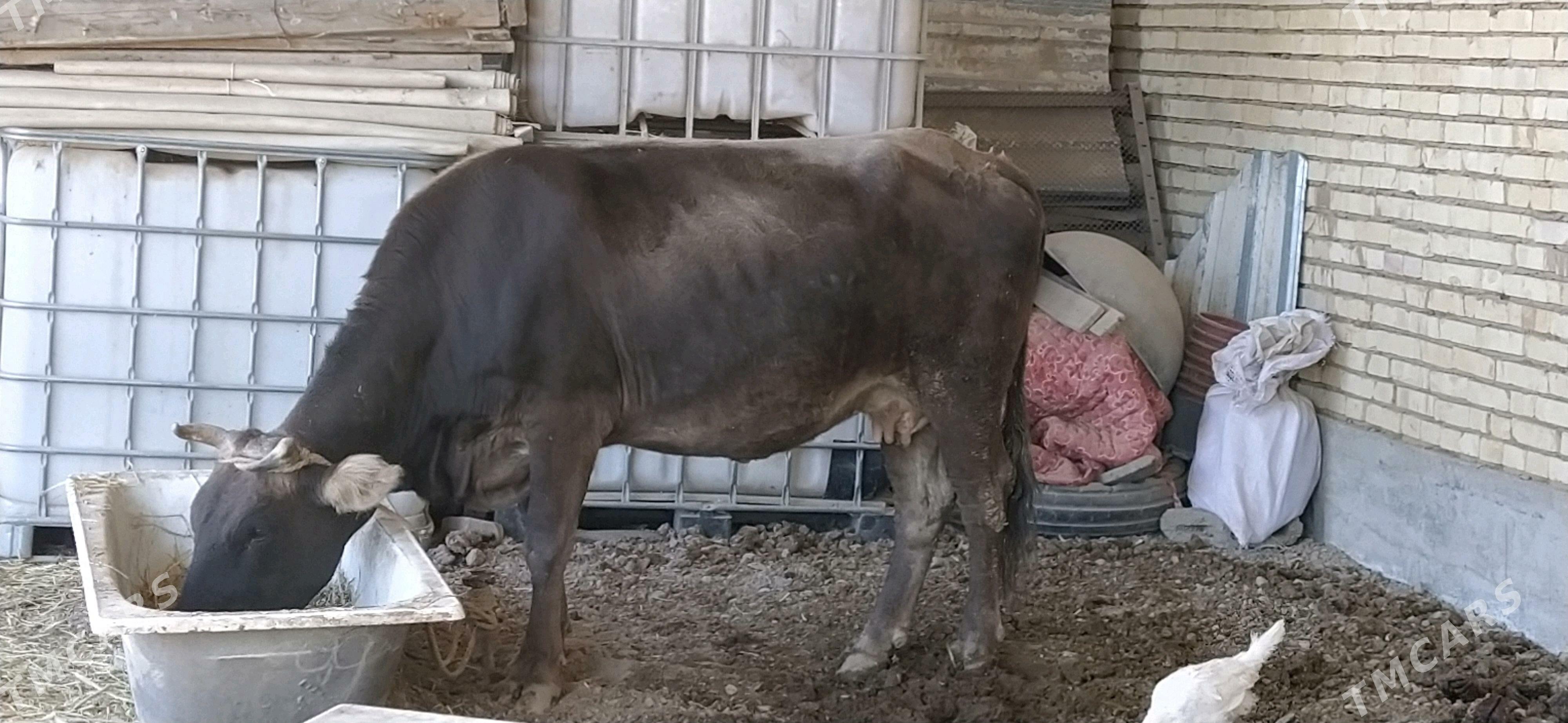 Sygyr - Кака - img 3