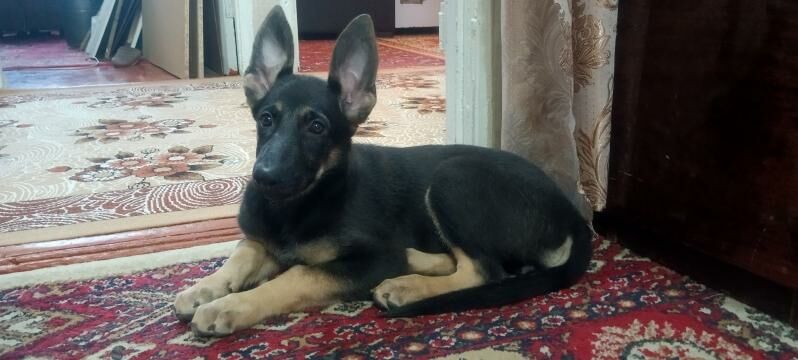 чистокровные овчарки - Туркменабат - img 6