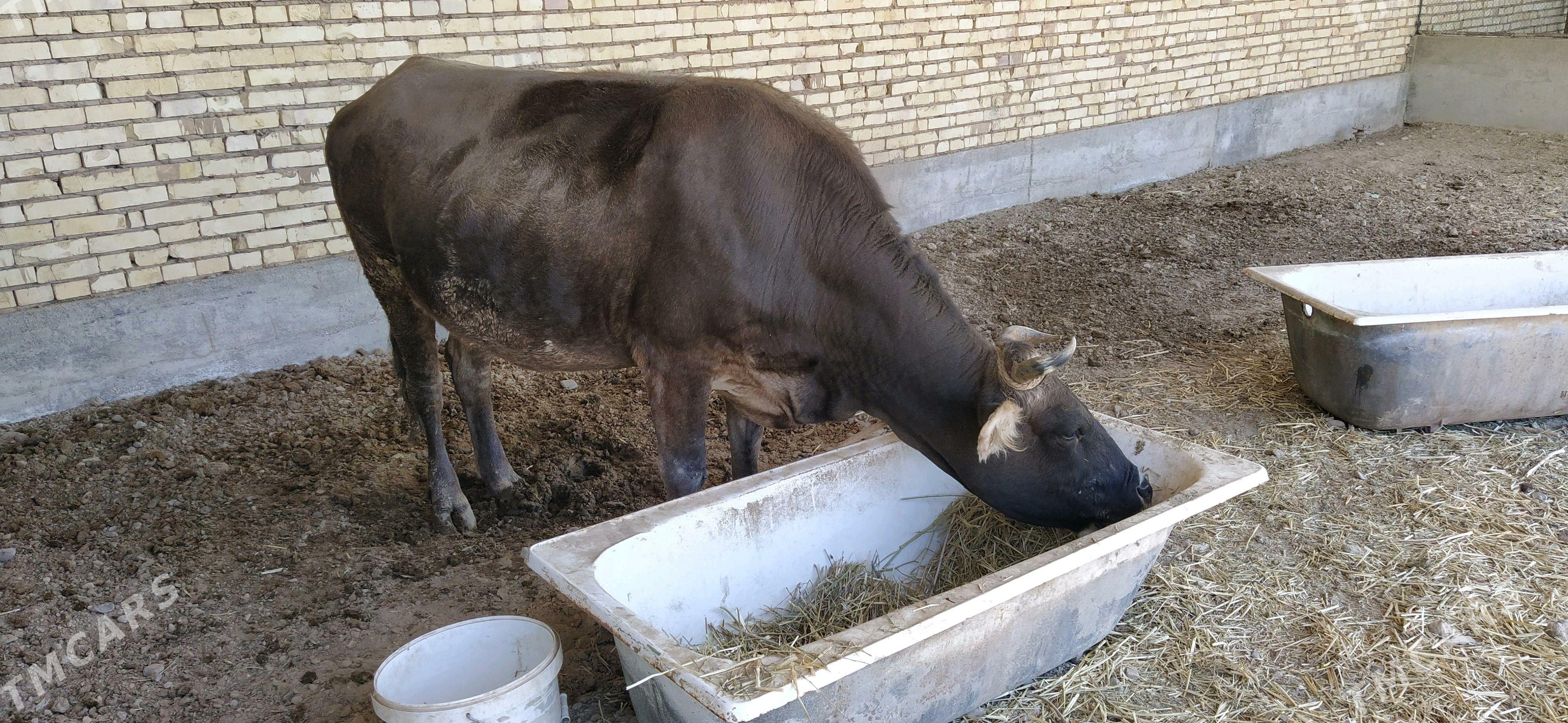 Sygyr - Кака - img 4