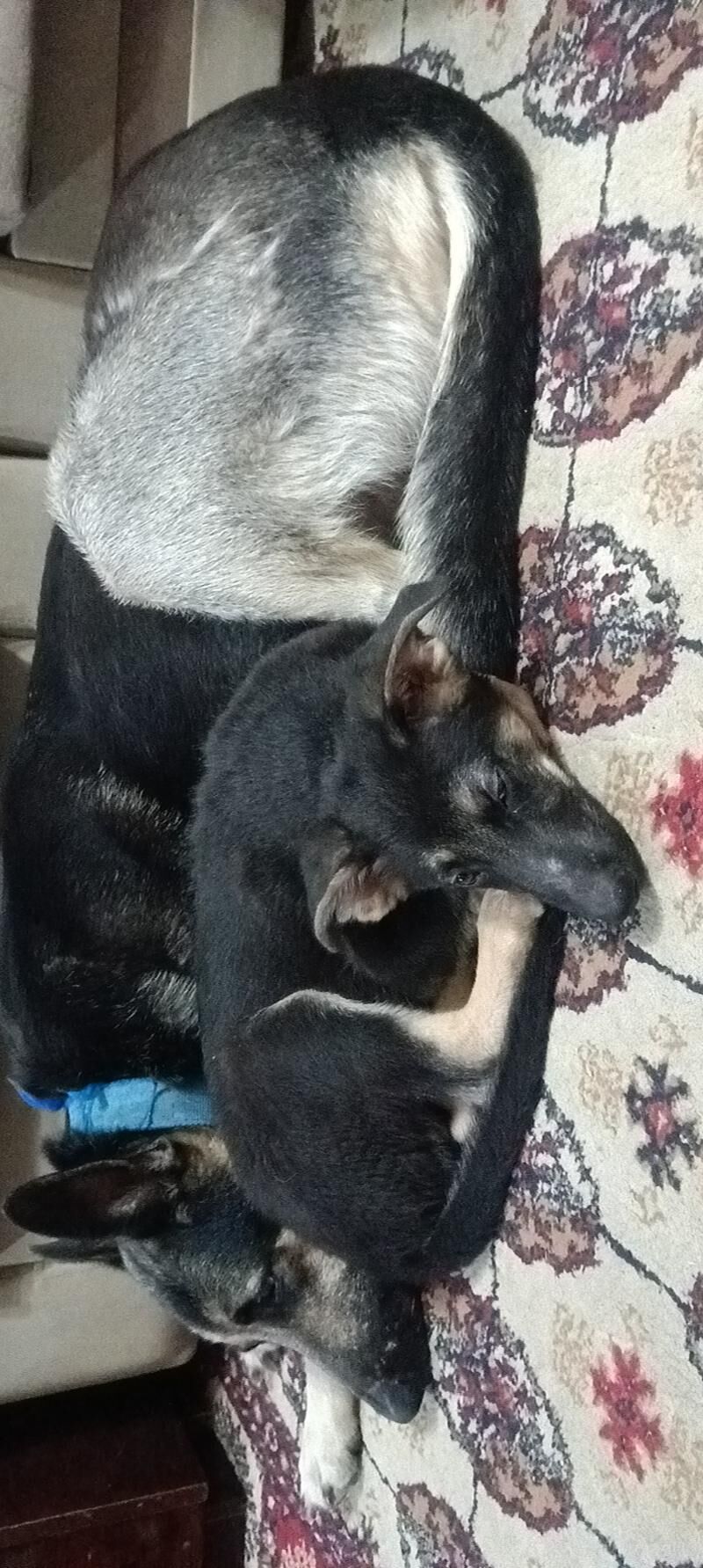 чистокровные овчарки - Туркменабат - img 5