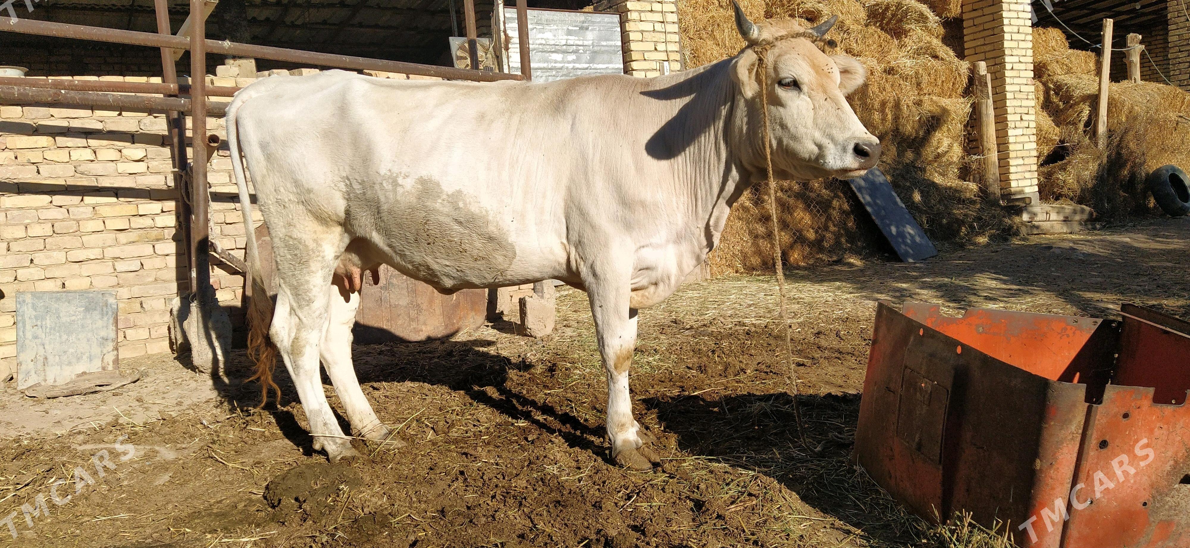 Sygyr - Kaka - img 1