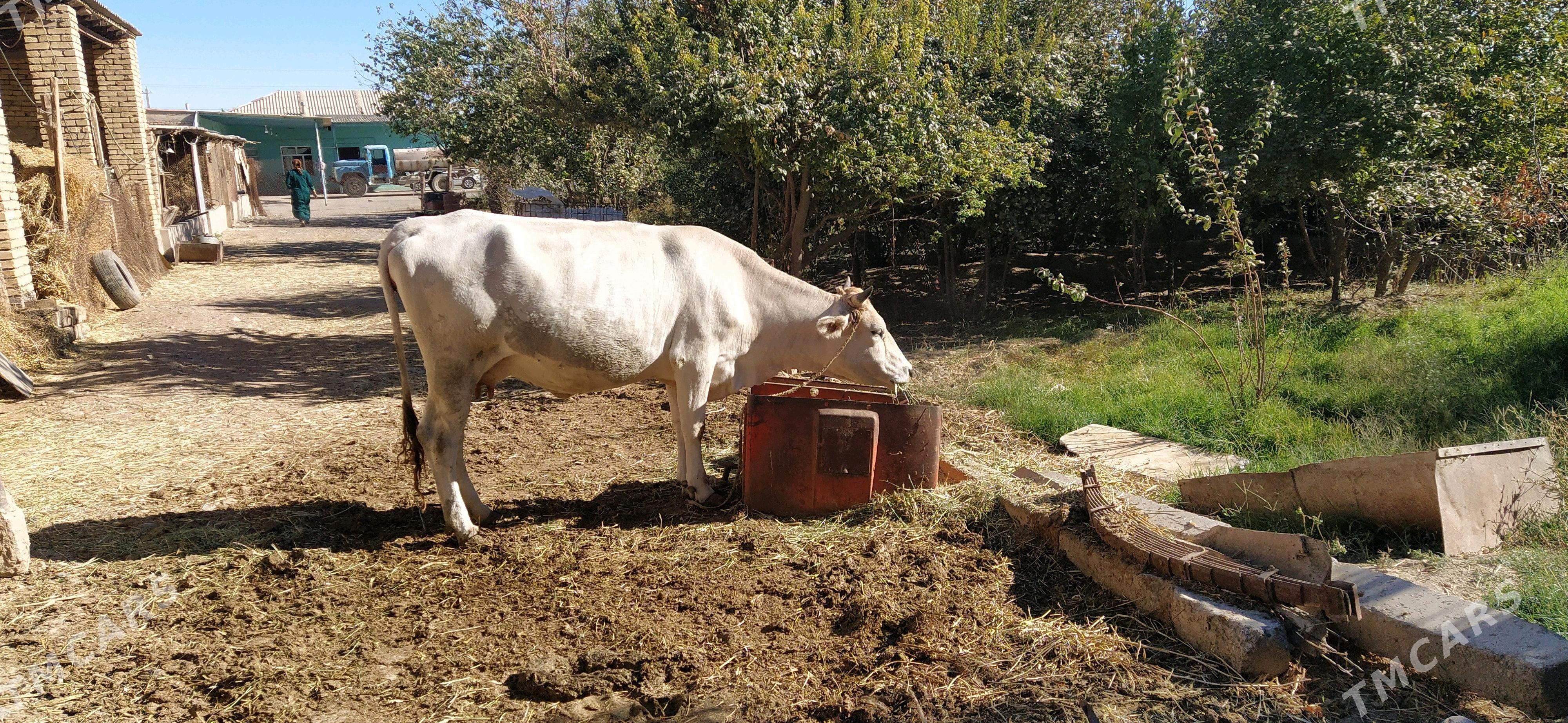 Sygyr - Kaka - img 2