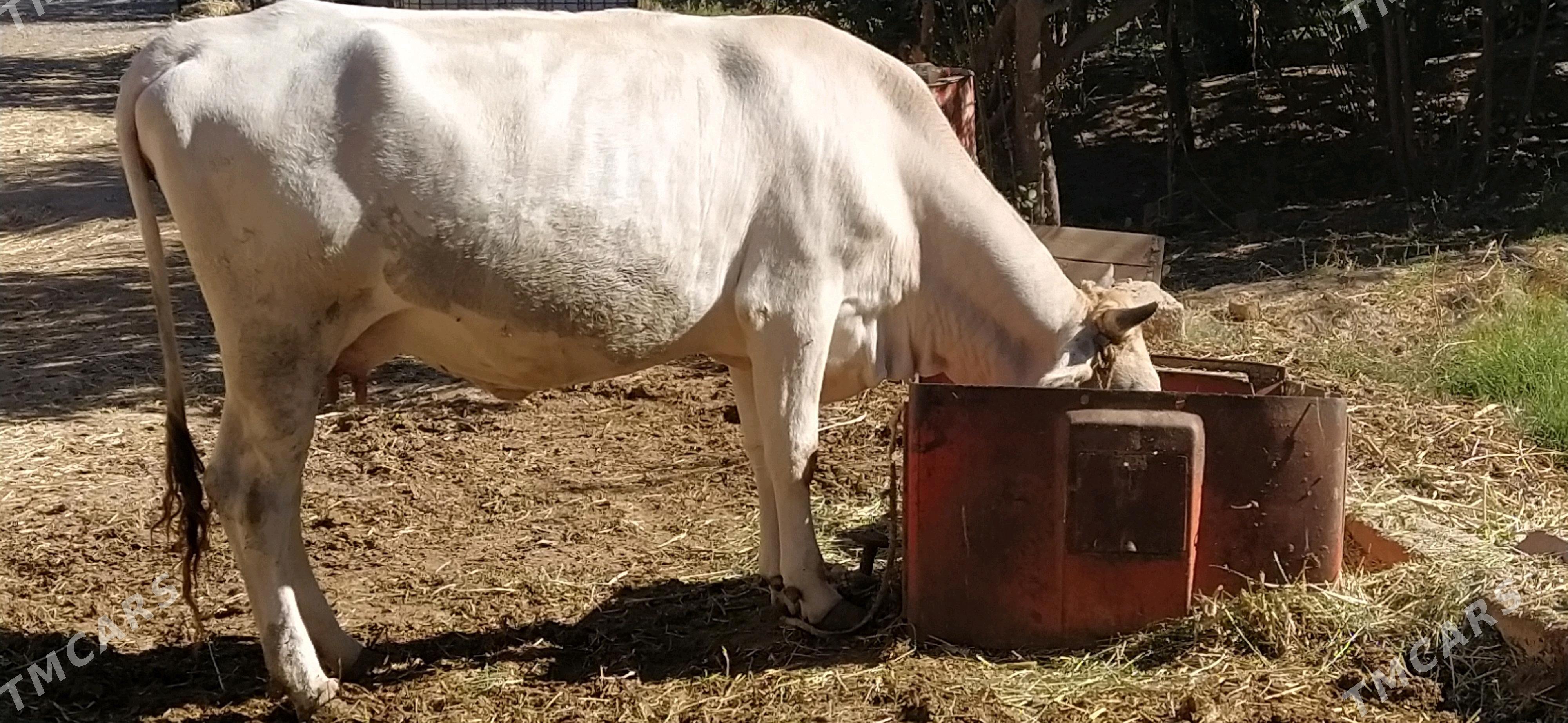 Sygyr - Kaka - img 3