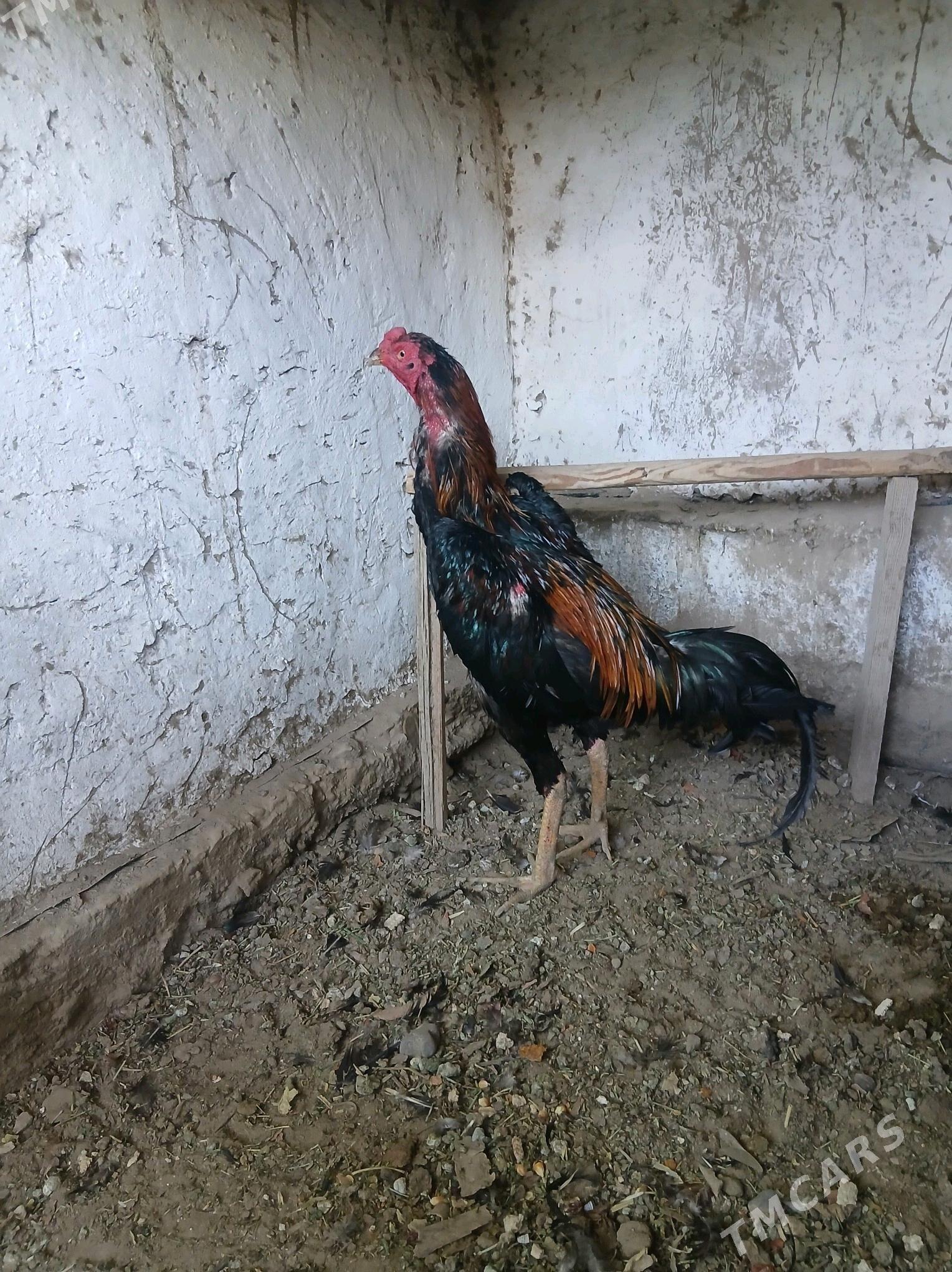 ХОРОЗ - Sakarçäge - img 3