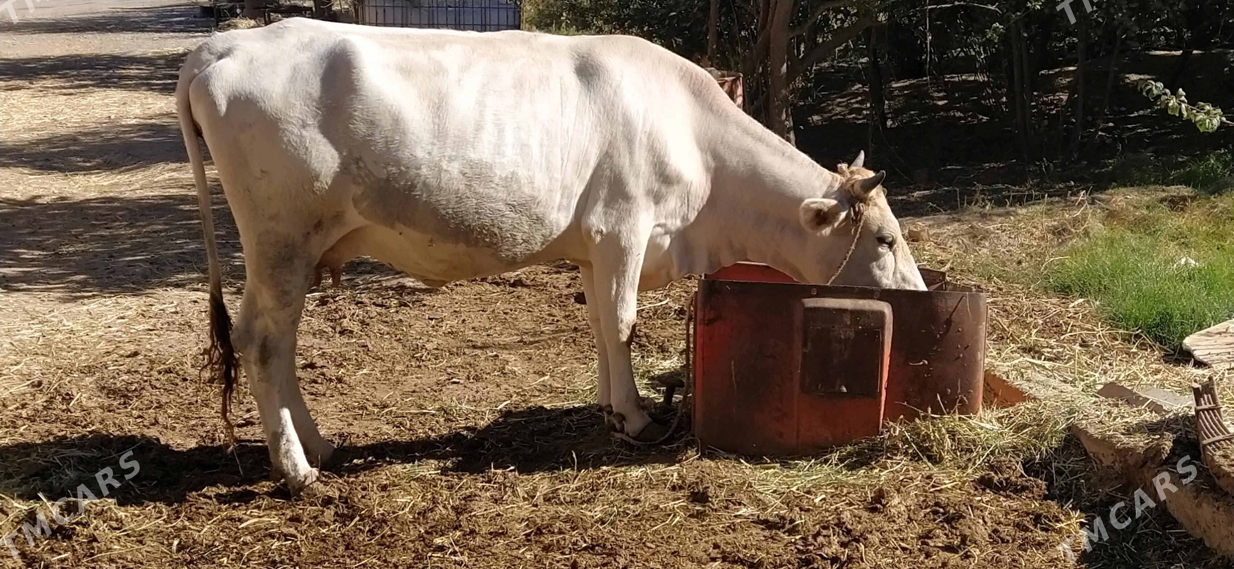 Sygyr - Kaka - img 5