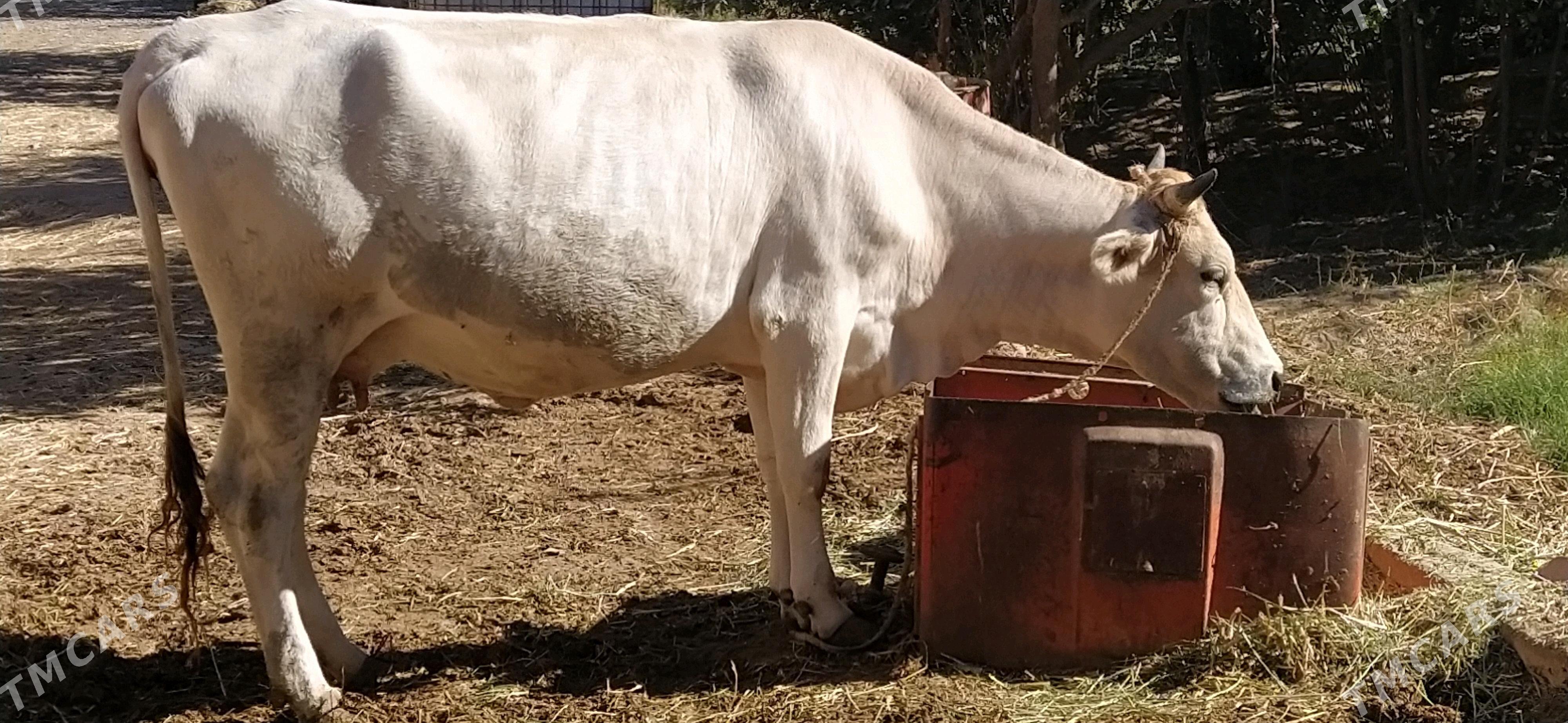 Sygyr - Kaka - img 4