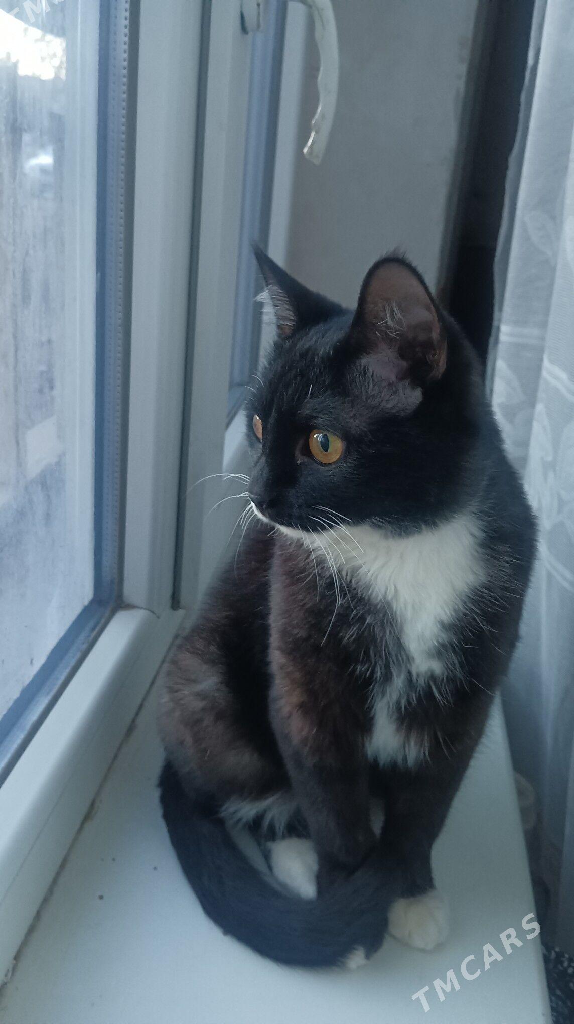 pisik - Дашогуз - img 3