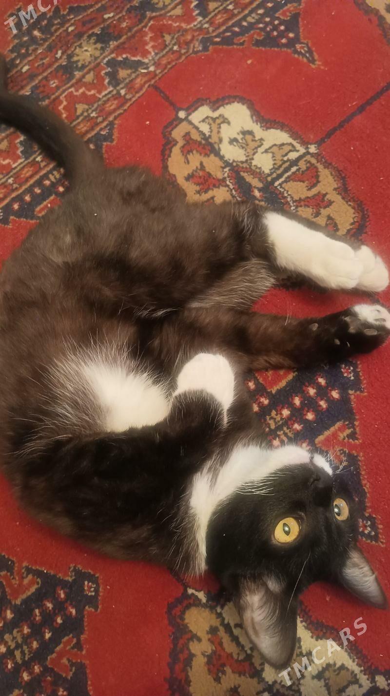 pisik - Дашогуз - img 2