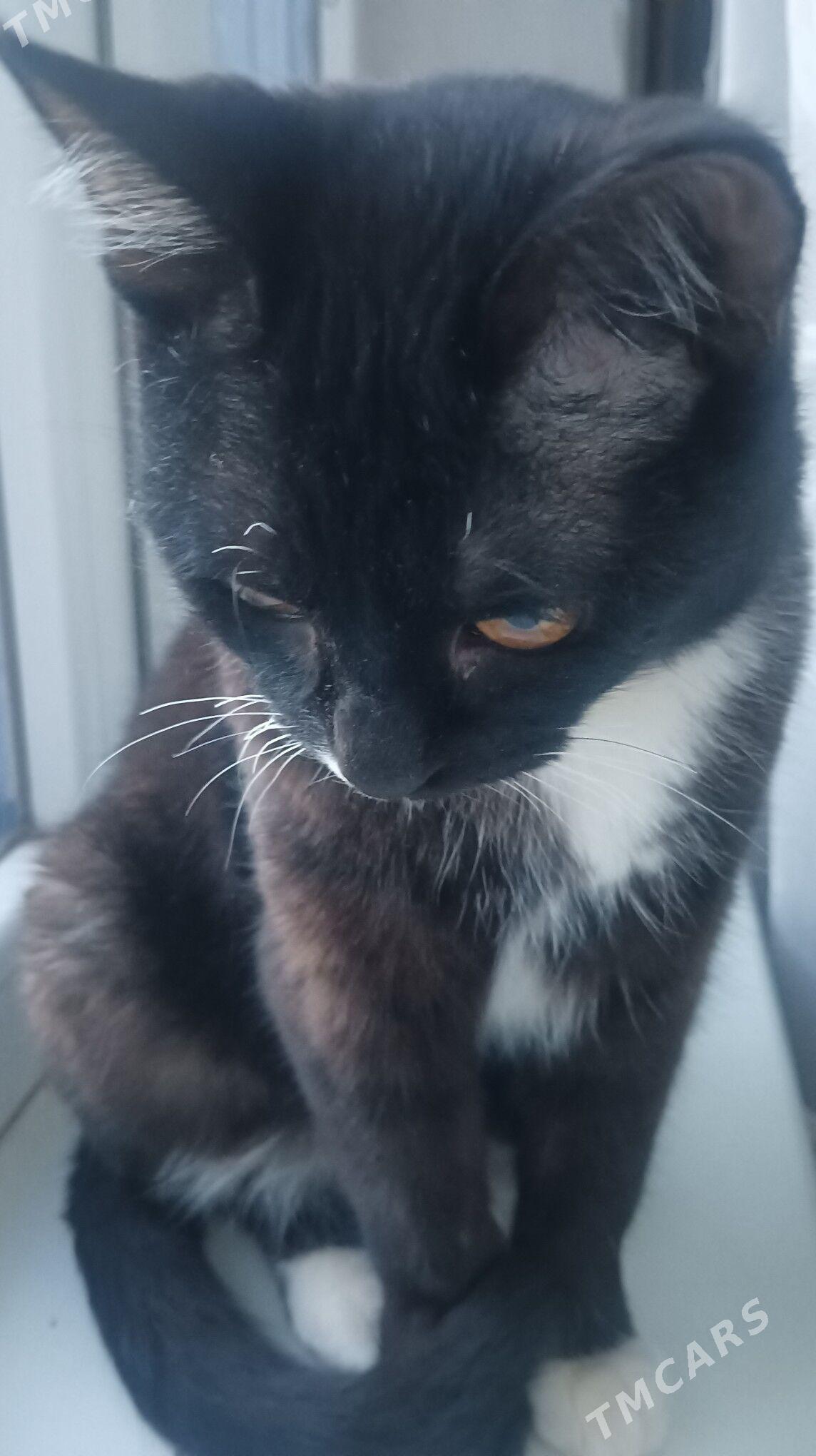 pisik - Дашогуз - img 4