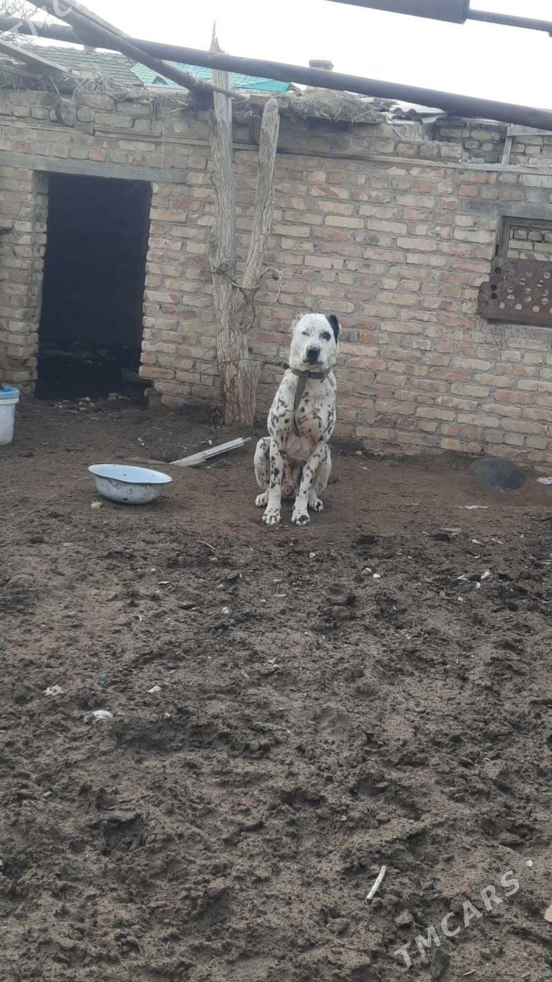 Ballu - Туркменабат - img 3