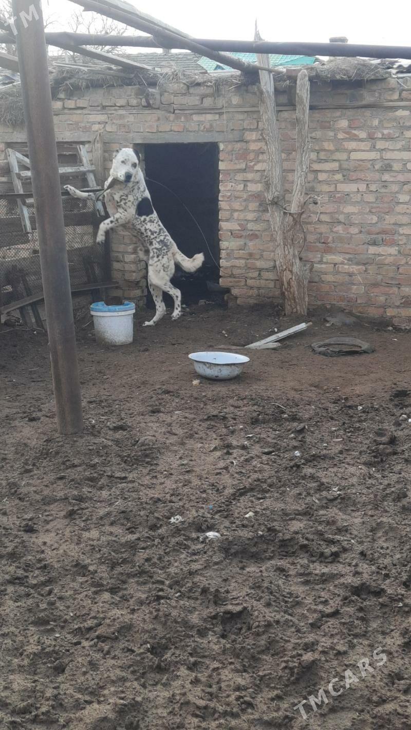 Ballu - Туркменабат - img 2