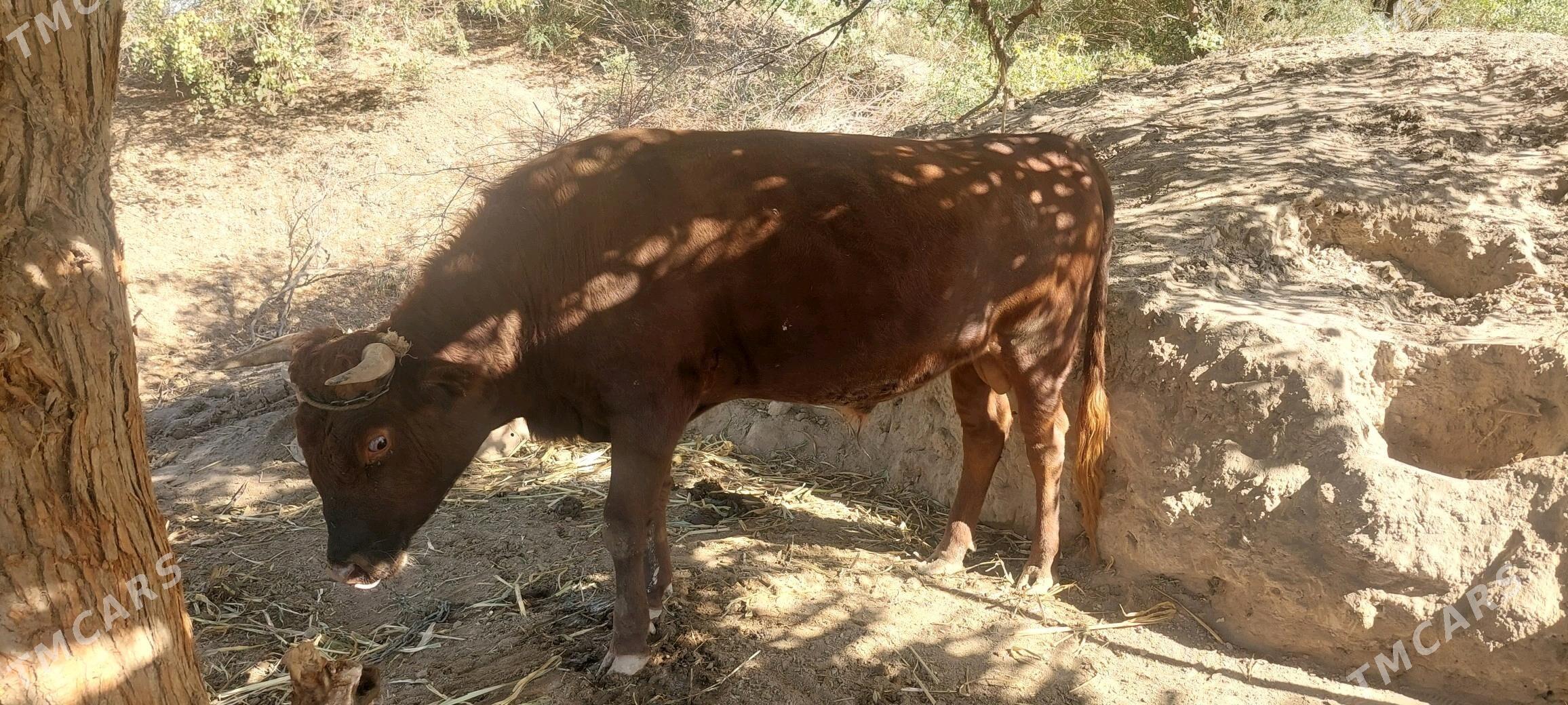 Öküz - Gubadag - img 3