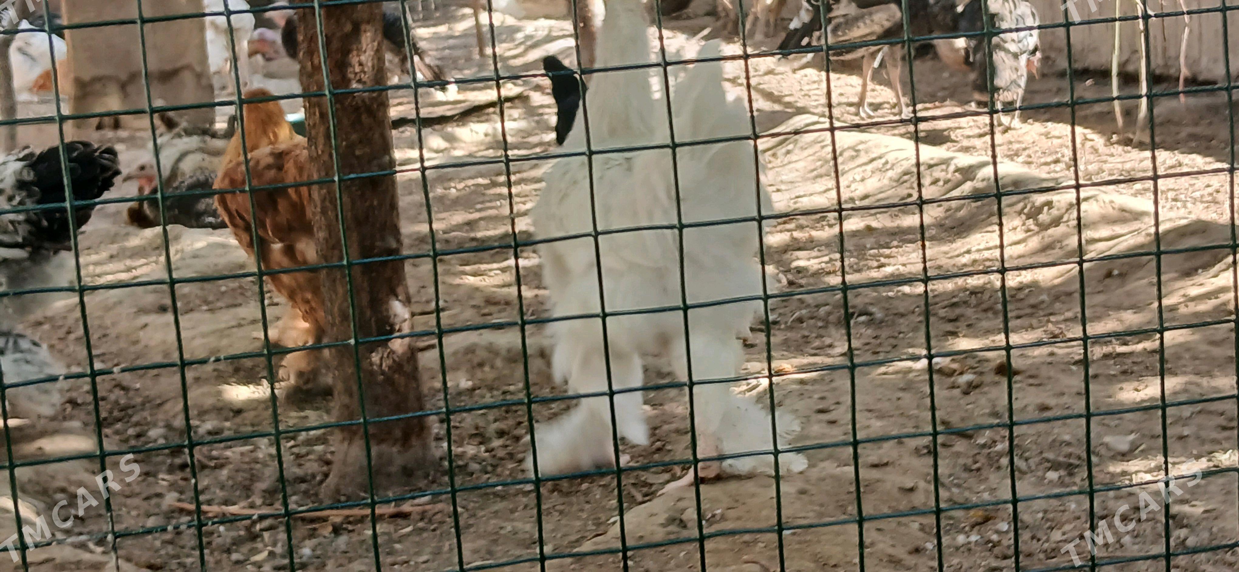 Brama horaz - Aşgabat - img 3