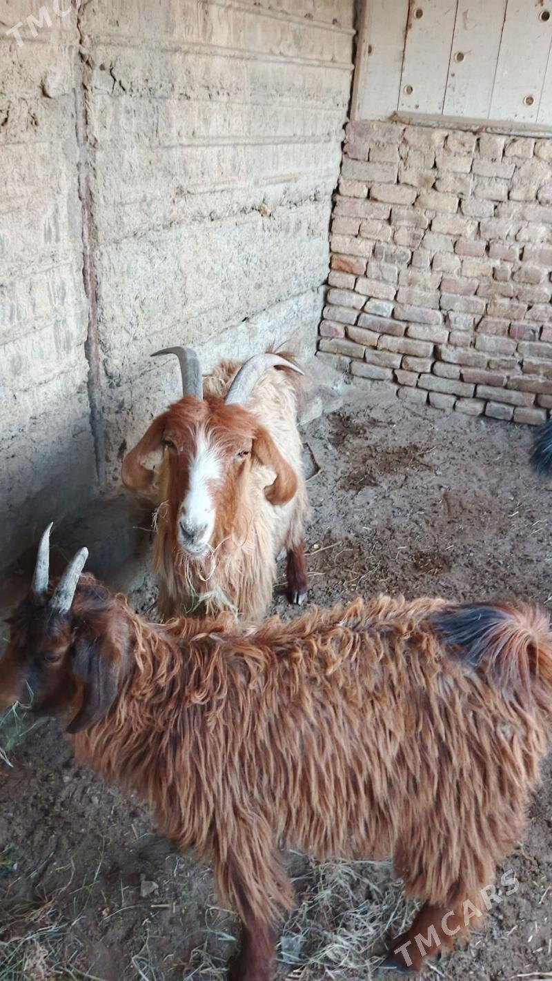 Geçiler - Bereket - img 2